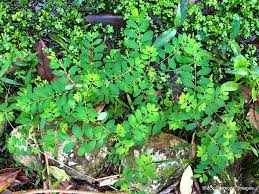 Image result for Phyllanthus tenellus