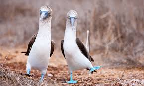 Bird With Blue Feet Galapagos Pin On Birds