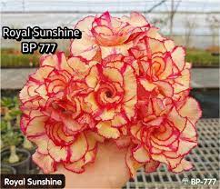 Pin On Rosa Do Deserto Adenium Obesum