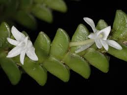 Image result for Angraecum distichum
