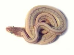 Purple Passion Pinstripe Morph List World Of Ball Pythons Snake Lovers Ball Python Python