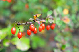 Red berries are plentiful in nature, but not all of them can be safely eaten. Survival Skills How To Identify Toxic And Edible Red Berries