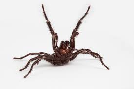 They have 3 claws on each leg. Toxic Masculinity Why Male Funnel Web Spiders Are So Dangerous