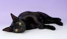 How to Identify a Bombay Cat: 9 Steps (with Pictures ...
