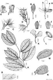 Image result for Englerodendron mengei