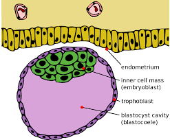 With few exceptions, animals consume organic material, breathe oxygen, are able to move, can reproduce sexually, and go through an ontogenetic stage in which their body consists of a hollow sphere of cells, the blastula, during embryonic development. Trophoblast Wikipedia