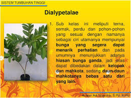 Hiasan bunga tadi tidakdapat dibedakan dalam kelopak dan mahkotanya disebut tenda bunga (perigonium). Kelas Dikotiledon Mempunyai Lembaga Dengan Dua Daun Lembaga Ppt Download