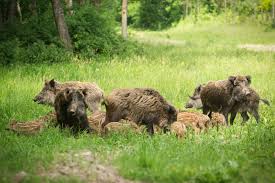 Die regeln und links zur verwaltung der impftermine kannst du auf der webseite des patientenservice oder auf der website deines bundeslandes nachlesen. Wildschwein Rauschzeit Aktuelle Jagdfakten Aus Osterreich