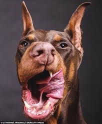 Mantelpiece masterpiece is a website that allows you to transpose photos of your pet's head onto the body of a classic portrait painting to create a custom masterpiece. Pet Portraits Show Doberman Lapping Up Attention And Licking His Lips As He Enjoys A Treat Daily Mail Online