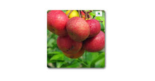 Mphmi Nurseryplant Kokum, Ratamba plants (Grown through seeds)