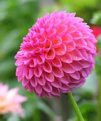 Abbey 4 5 Blooms Have 2 Extra Full Sun Flowers Dahlia Plants