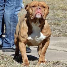 Choosing the right breeder is the most important part of buying a puppy, wherever you are. 55 English Bulldog Kennels In Texas L2sanpiero