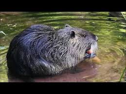 Zu Besuch Bei Einer Freilebenden Nutriafamilie In Rheinland Pfalz Wildlife Fotografie Nutria Pfalz Anim Ausgestopftes Tier Wildlife Fotografie Tierfotografie