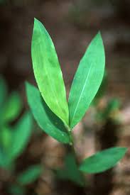 Image result for Microstegium fasciculatum