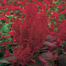 We did not find results for: Costa Farms 2 5 Qt Dragon S Breath Cock S Comb Celosia Plant Cel2 5qtrp The Home Depot