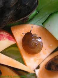 Vereiste velden zijn gemarkeerd met *. Caracolus Excellence Wildlife Photo Gallery Tieres Webseite