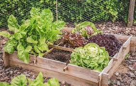 How to start a small vegetable garden from scratch. Small Vegetable Garden Tips How To Grow Vegetables In A Small Space