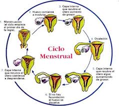 menstruacion