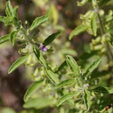 Image result for Endostemon tereticaulis