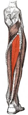Although posterior tibial tenosynovitis was first described in 1930 , it was not until the 1980s that posterior tendon dysfunction became recognized as a clinical entity 2, 3.it is best to think of posterior tibialis tendon abnormalities as a continuum of disorders that causes dysfunction because the predominant manifestations of pathoanatomy are functional rather than symptomatic . Tibialis Posterior Physiopedia