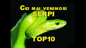 Maybe you would like to learn more about one of these? Èarpele Albastru Coral Calliophis Bivirgata O FrumuseÈe MisterioasÄ InarmatÄ Cu Toxine Exotice Biologie 2021