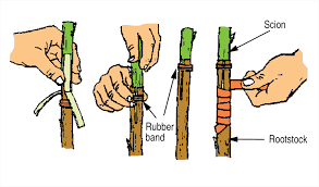 Perform budding when the bark is slipping. How To Graft Fruit Trees The Four Flap Graft Plant Instructions