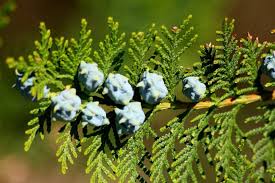 Image result for argyresthia thuiella thuja symptoms