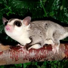 sugar glider colors the pet glider llc