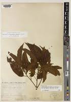 Image result for Nesogordonia