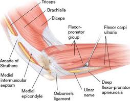 Exercises that strengthen forearm muscles can also help ease the pain and prevent tennis elbow from reoccurring. Nyc Elbow Injuries Treatment Doctor Specialist Sports Pain Management Clinic