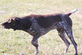 The Best Shed Hunting Dog Breeds Whitetail Properties