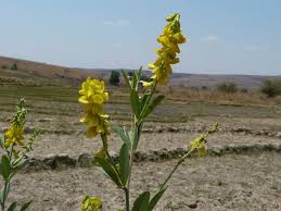 Image result for Eriosema psoraleoides