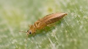 Image result for Onion Thrips