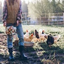 Morning Light And Fresh Eggs Country Farm Farm Photography Farm Life