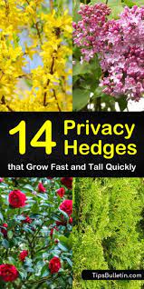14 Privacy Hedges That Grow Fast And Tall Quickly Hedges Landscaping Fast Growing Evergreens Garden Hedges