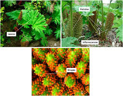 1 received generally favorable reviews from music critics , who complimented shakira's evolution from her earlier work. Frontiers Chilean Rhubarb Gunnera Tinctoria Molina Mirb Gunneraceae Uhplc Esi Orbitrap Ms Profiling Of Aqueous Extract And Its Anti Helicobacter Pylori Activity Pharmacology