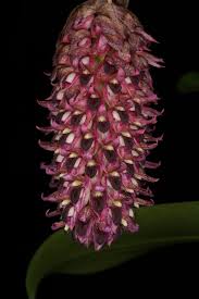 Image result for Bulbophyllum humblotii