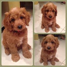 The goldendoodle is a cross between a golden retriever and a poodle. Goldendoodle Teddy Bear Face Novocom Top