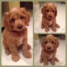 The mini schndoodle is affectionate, loving, and devoted to their families. Goldendoodle Teddy Bear Face Novocom Top