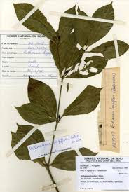 Image result for Rothmannia whitfieldii