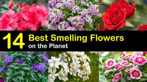 The scent is so sweet that it deters pests and animals drawn to its. 14 Of The Best Smelling Flowers On The Planet