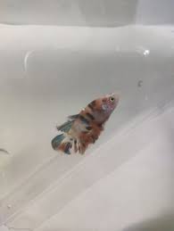 Per Ena Veikalam Fish Pet Fish Pets