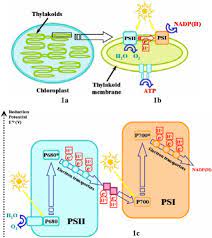 Check spelling or type a new query. A Chloroplast An Organelle Inside Plant Cells B Structures Download Scientific Diagram