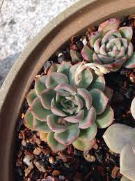 pin by a m b e r 水水on 多肉植物succulent plants succulents plants planting succulents
