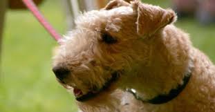 Image result for lakeland teriér