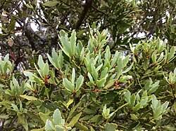 Image result for Phyllocladus