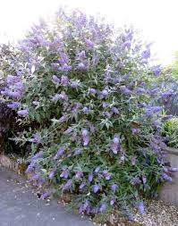 Image result for Komule střídavolisté