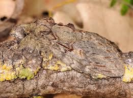 Image result for Peridea anceps