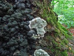 Image result for Tristachya viridiaristata