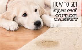 Ew That Smell How To Get Dog Pee Smell Out Of Carpet Caninejournal Com